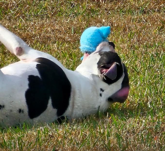 Juguete Interactivo Squeaky LESYPET para Perros y Gatos - Pelota Monstruo de Peluche miniatura 2