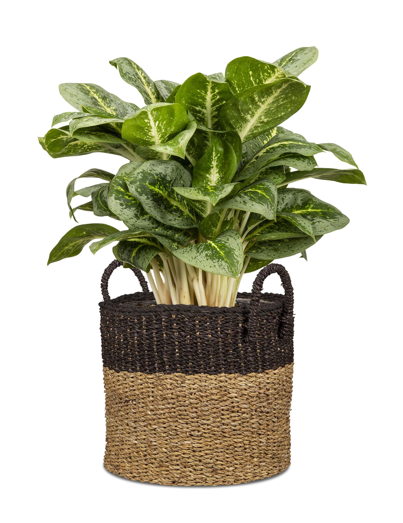Scheurich Jonc de mer 33 - Panier à plantes avec poignées en jonc de mer - Couleur : marron - Diamètre : 35 cm - Hauteur : 31 cm - Volume : 26,9 l