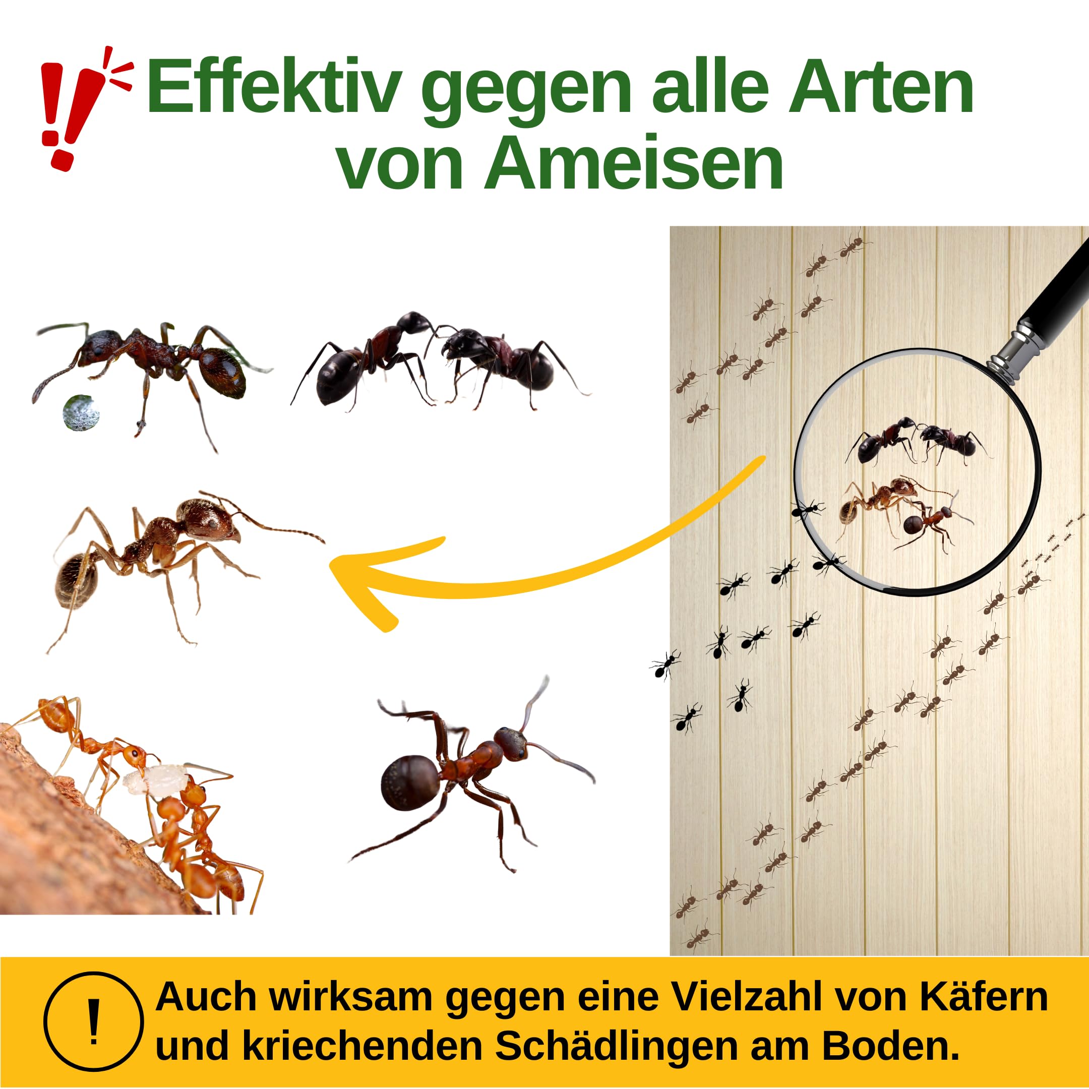 GREEN GUARDIA Ameisen Falle mit Pheromon-Lockstoff - 10x Fallen - umweltfreundlich Ameisen bekämpfen, Chemiefreie Pheromonfalle mit austauschbaren Klebeflächen, giftfrei und geruchsneutral