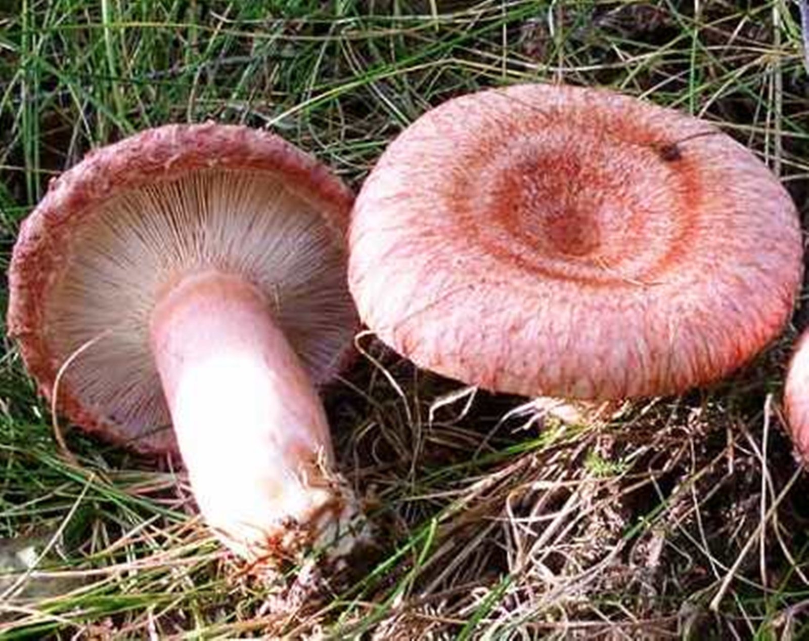 japan1215キノコ Amazon.co.jp: 長毛Milkcapキノコ（チチタケ属のtorminosus