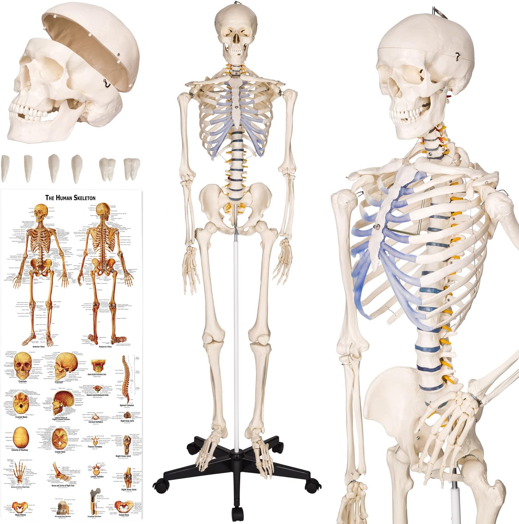 tectake® Life-Size Anatomical Skeleton, Detailed Human Skeleton Model with Removable Arms & Legs, Movable Joints, Skull with Removable Teeth, Incl. Large Anatomy Poster & Stand with Wheels - 181 cm