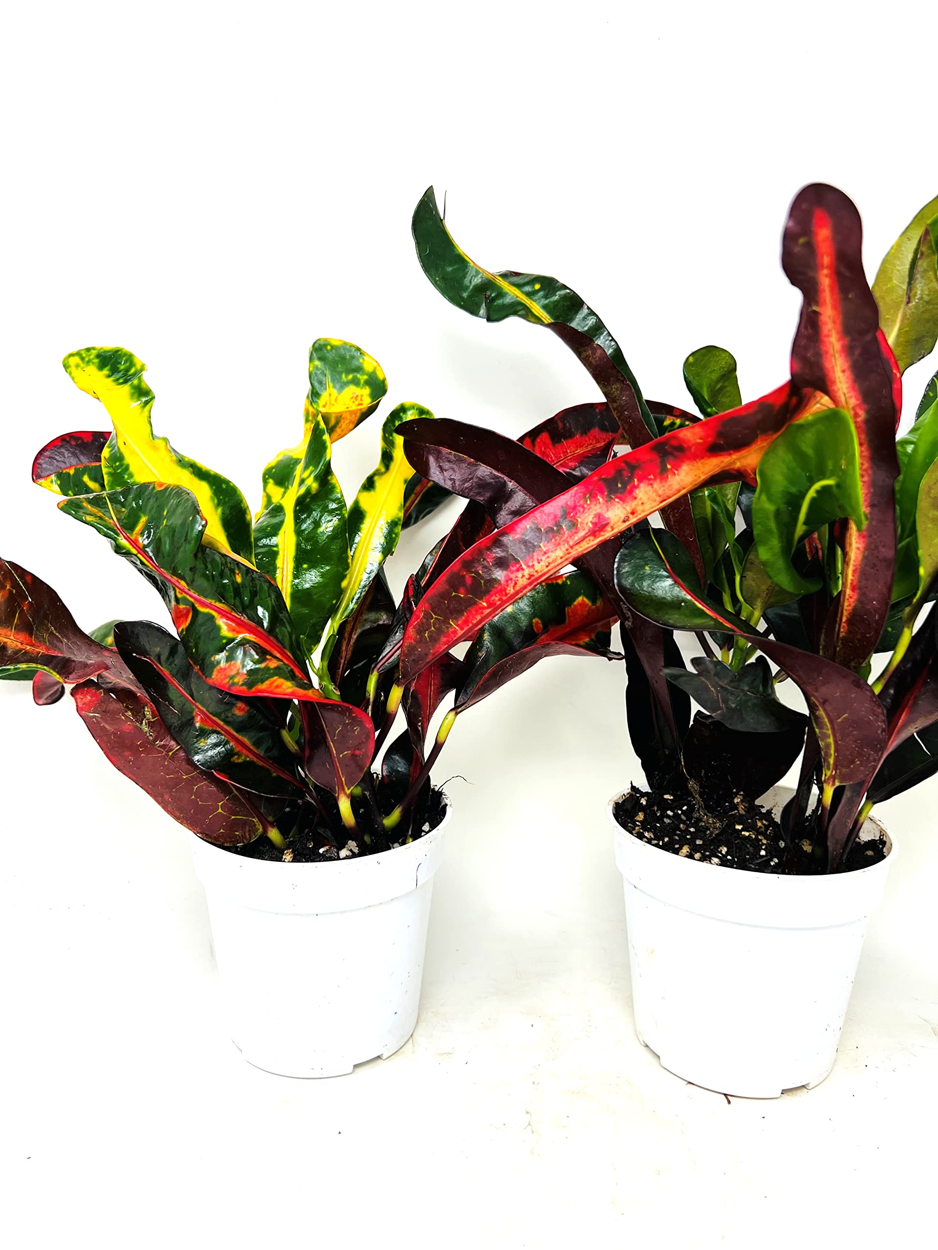 JM BAMBOO Croton Mammy 2-Pack 4 Inch Pots