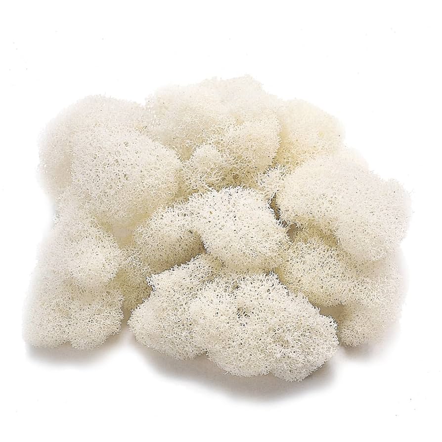 琉球*プリザモス フィンランドモス プリザーブドフラワー花材