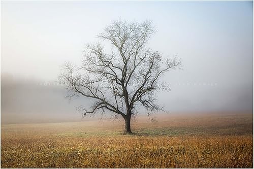 Nature Photography Print (Not Framed) Picture of Tree Shrouded in Fog on Autumn Morning in Great Smoky Mountains Tennessee Appalachian Wall Art