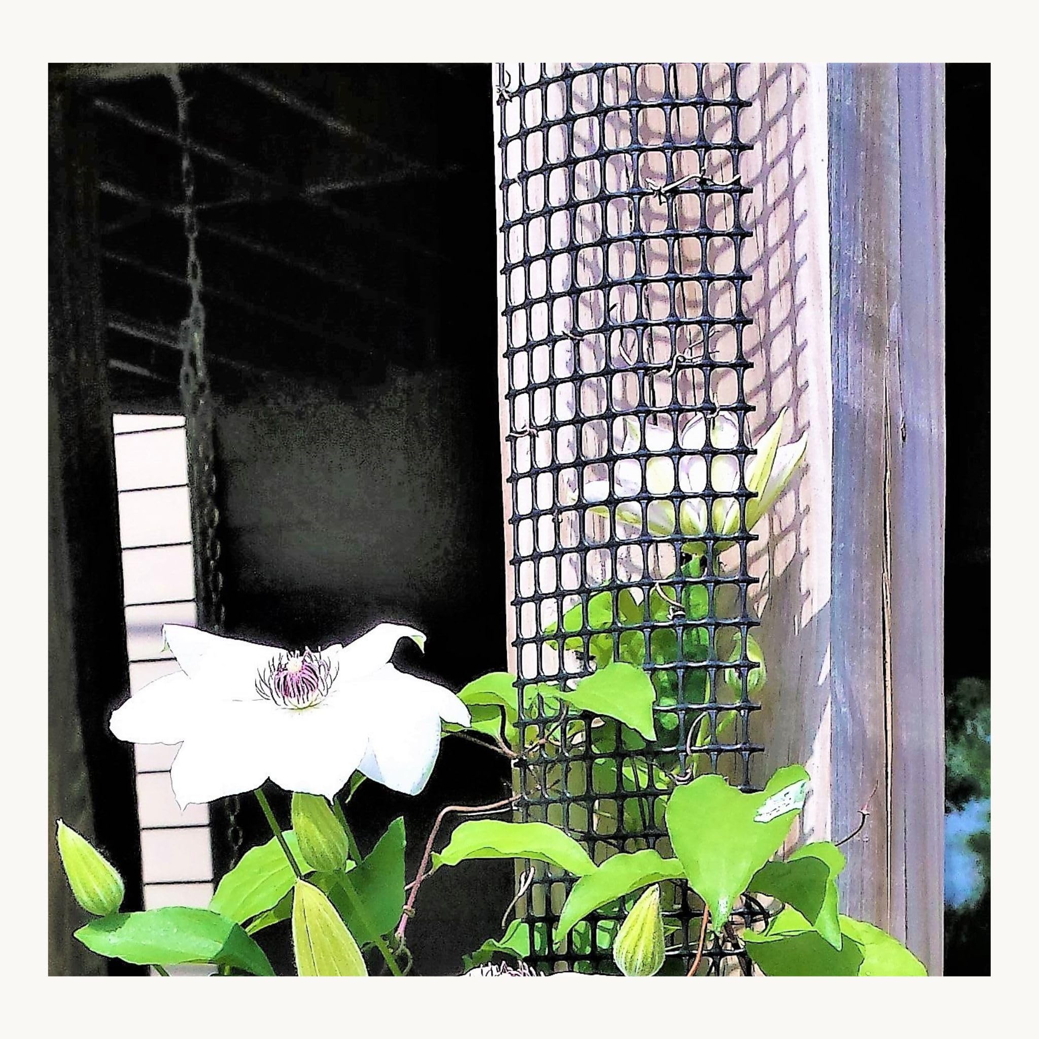 9 Foot Tall Narrow Trellis for Climbing Plants Outdoor, Supports Clematis and Vines on Flat Sided Mailbox or Deck Post and Other Tight Spaces, 108 in x 4 in x 2 in, by Scroll Trellis, 1 Pack