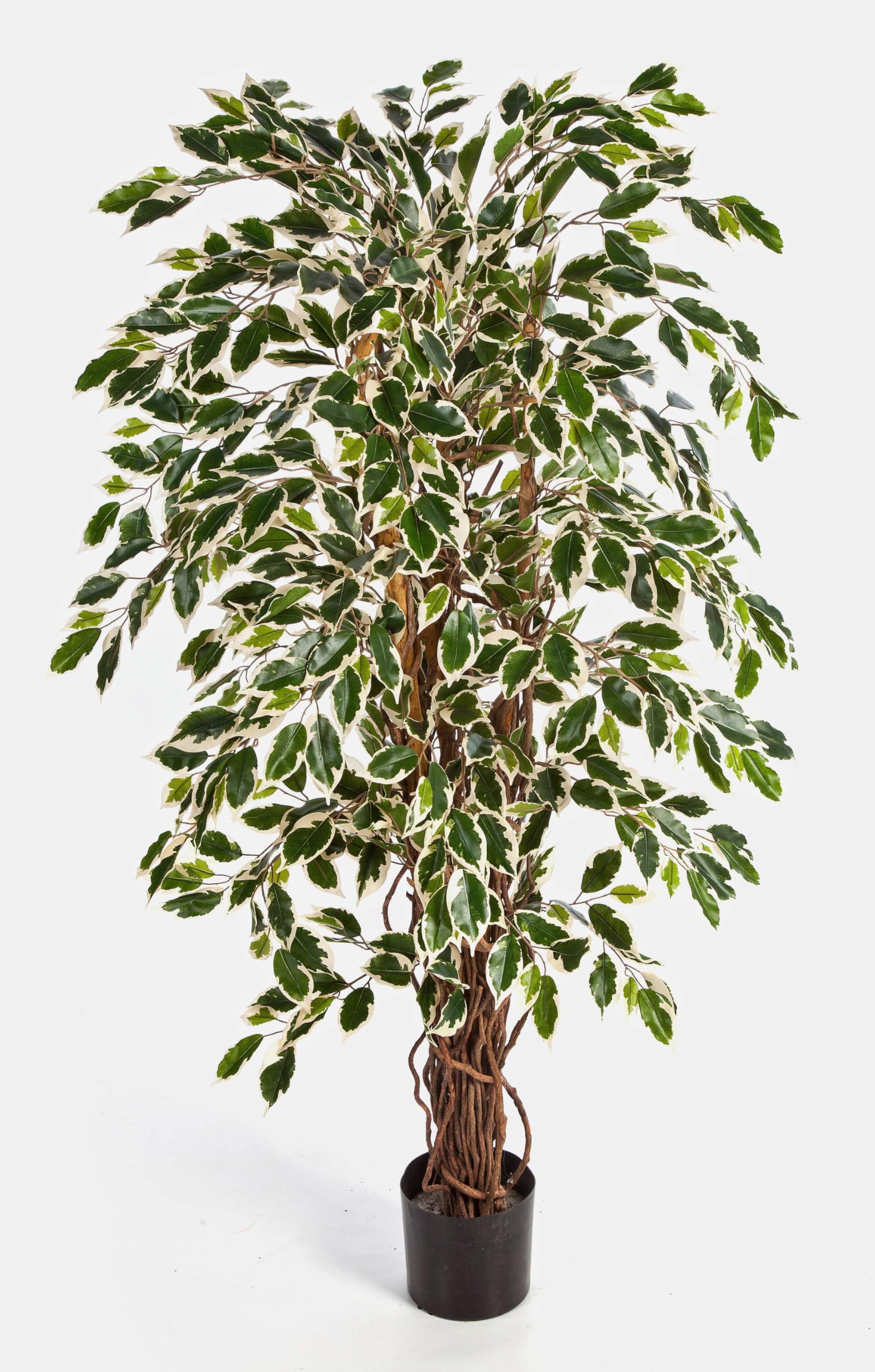 artplants.de Ficus Artificiale JARLAN con 720 Foglie e Tronco Intrecciato, Verde-Bianco, 150cm - Ficus Decorativo/Pianta di ficus