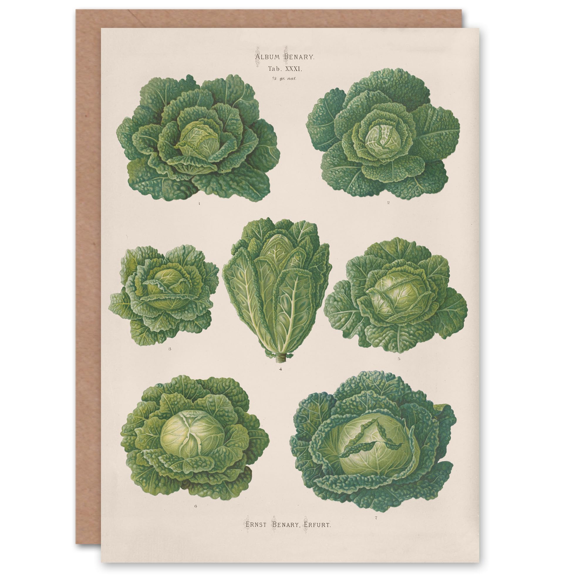 Artery8 Ernst Benary Art Card Savoy Cabbages Vintage Botanical