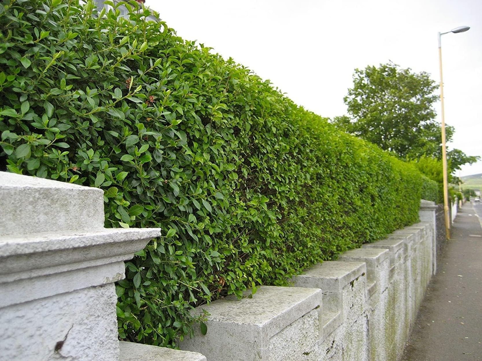 25 Green Privet Hedging Ligustrum Plants Hedge 2-3 ft, 60-90cm,Quick Growing Evergreen, Bare Root