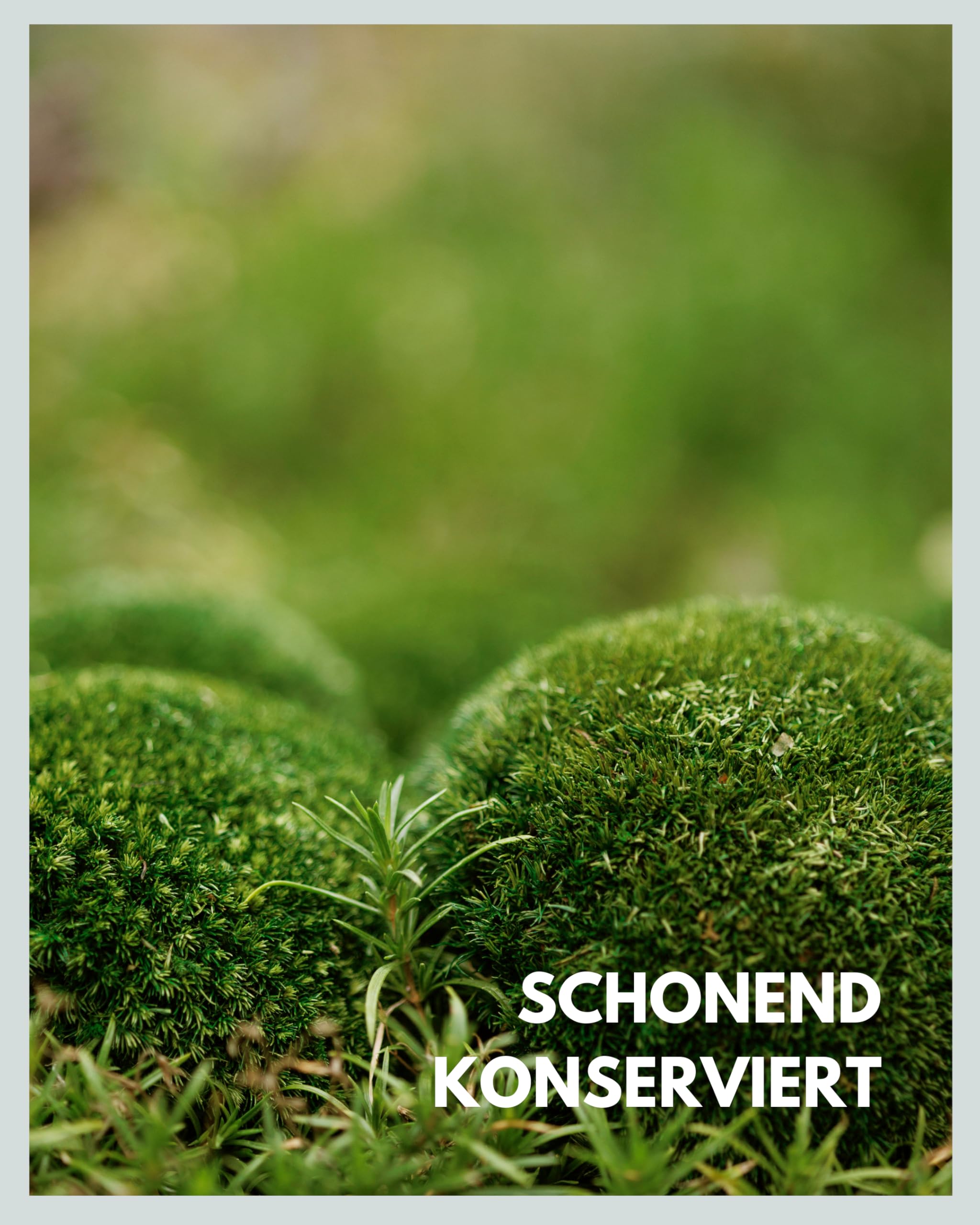 Mia Milano Kugelmoos naturgrün konserviert | 500g Echtes Bollenmoos für Moosbilder | Haltbares Moos zum Basteln | Wetterfestes naturgrünes Islandmoos