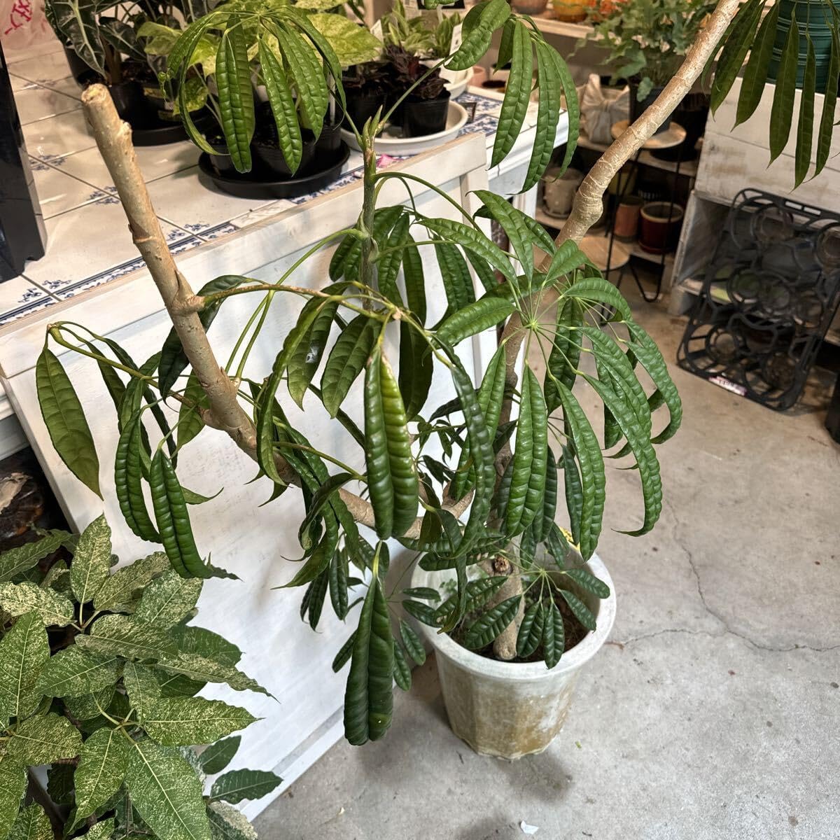 01］アデニュウムソコトラナム原種実生(ホンソコ) 種子] アデニウム