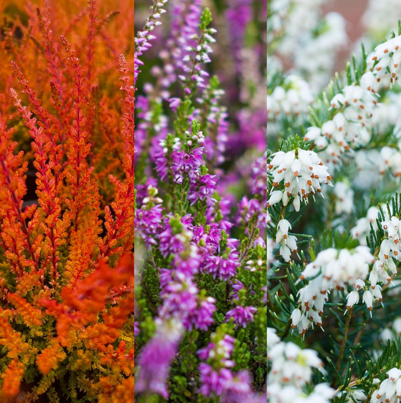 8 x Mixed Heather Plants - Callunas - Ericas in 9cm Pots Ready to Plant