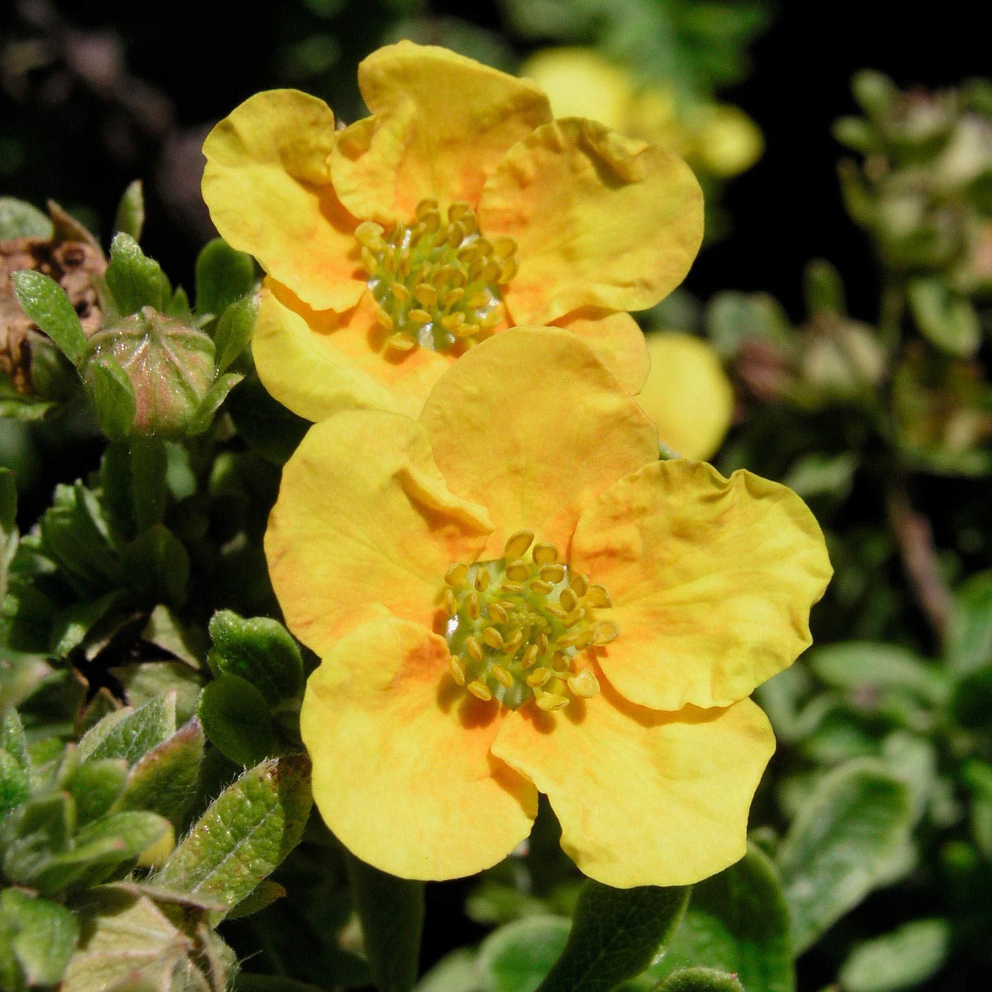 Potentilla Mango Tango Compact Orange Flowering Outdoor Potted Deciduous Shrub (20-30cm (Incl. Pot))