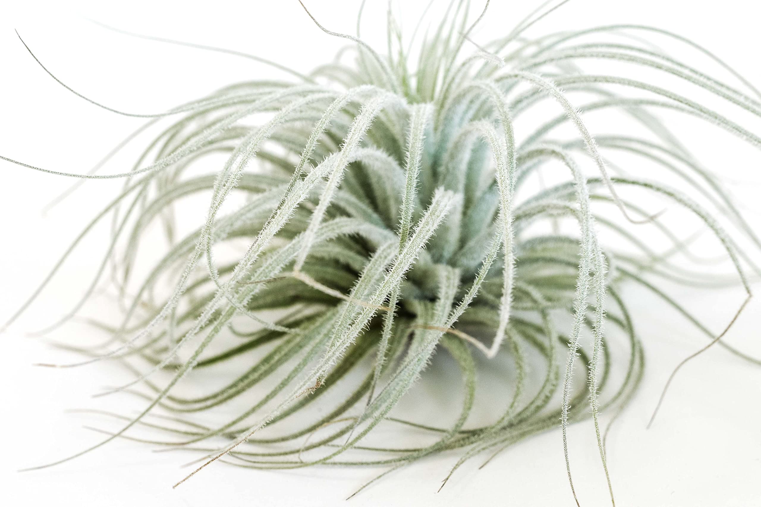 ブロメリア・エアープランツ Tillandsia 'Succulent Form' x Nizanda Amazon.com: Artificial Air Plants Faux Succulents Plants
