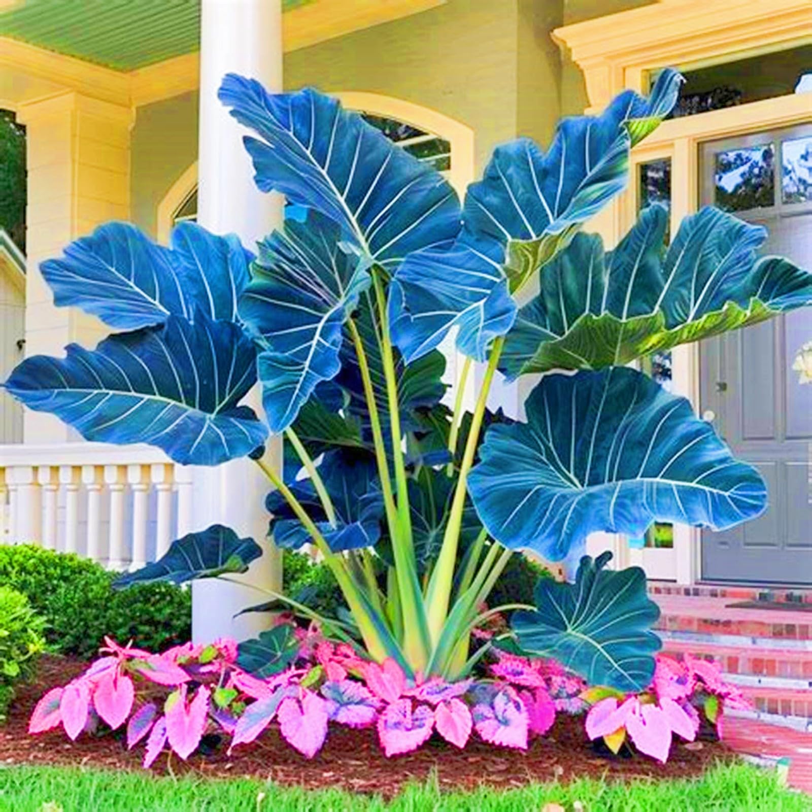 Rare Elephant Ears Elephant Ear Plant Elephant Ear Bulbs Ornamental Flowers/Plant Bulbs/Wedding Flowers-3bulbs-a