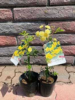 黄色モッコウバラ 特大株 黄色モッコウバラ 特大株 Amazon.co.jp: バラ苗 【モッコウバラ