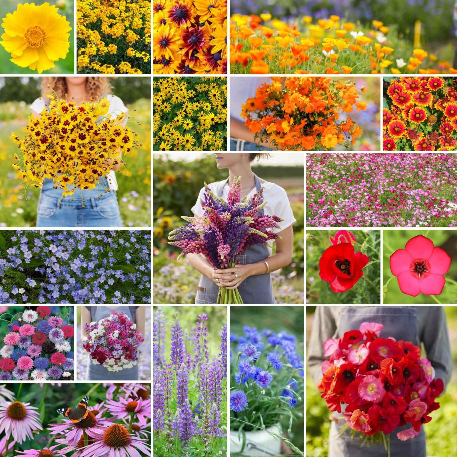Burst of Bloom Wildflower Mixed Seeds for Planting, 1 lb, 480,000+ Seeds with Cosmos, Black Eyed Susan | Attracts Pollinators, Plant in Spring or Fall, Zones 3, 4, 5, 6, 7, 8, 9, 10