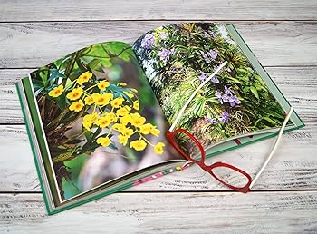 マトファー　マジフラワー マトファー マジフラワー N110347579 新 発売