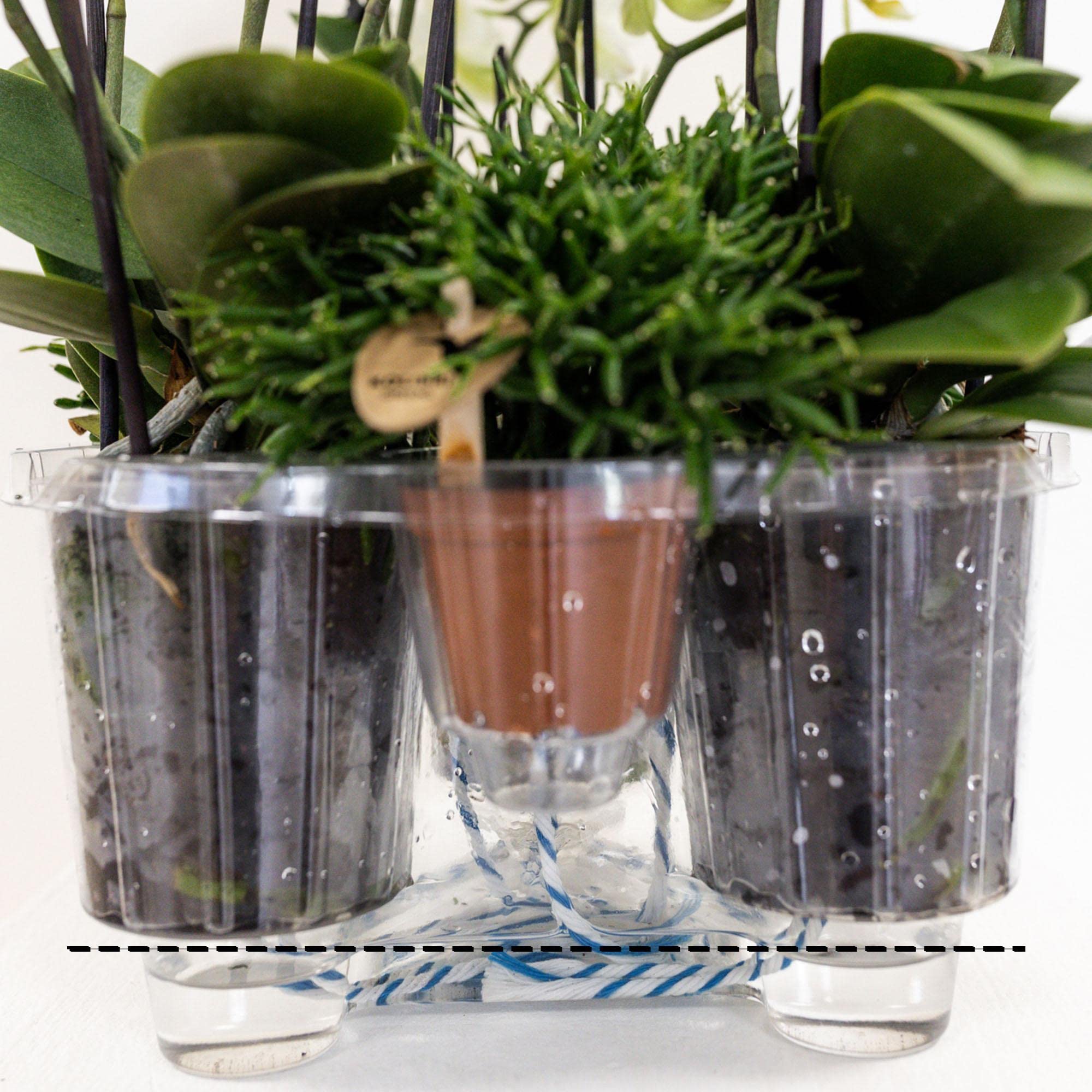 Kolibri Orchids Juego de orquídeas naranjas en cesta de algodón con depósito de agua, tres orquídeas naranjas Las Vegas, 12 cm, ramo mono naranja con depósito de agua autosuficiente.