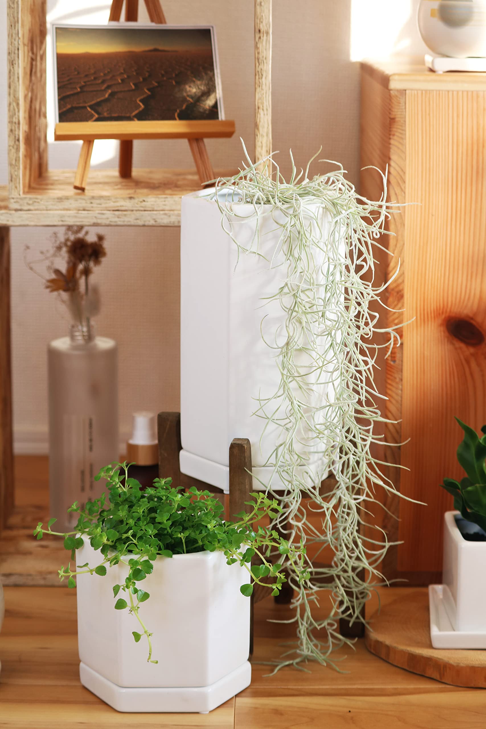Amazon.co.jp: onajimi 植木鉢 多角形 プランター 鉢カバー 陶器 13×高