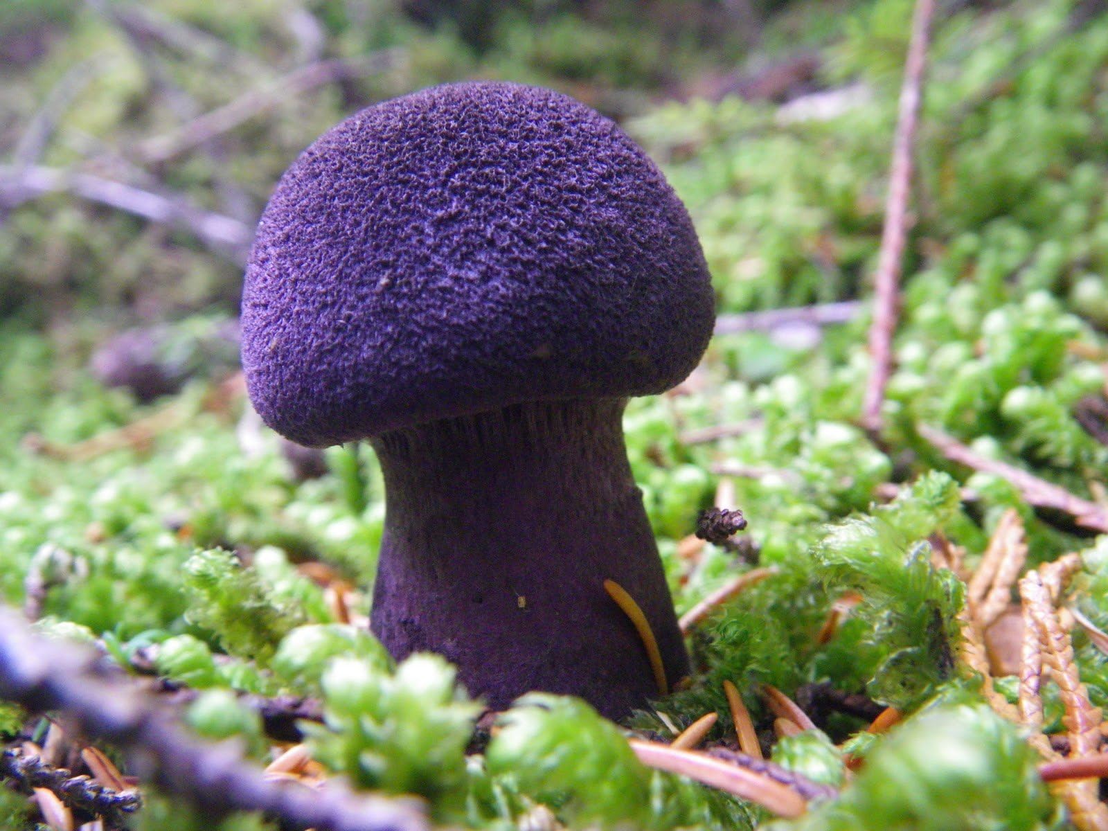 Cortinarius violaceus Mushroom / Mycelium Spores Spawn Dried Seeds