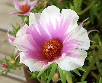 【抜き苗】大輪マツバボタン　冬越し可能な品種です♪　(同梱不可＆匿名配送) 2025年最新】マツバボタン苗の人気アイテム - メルカリ