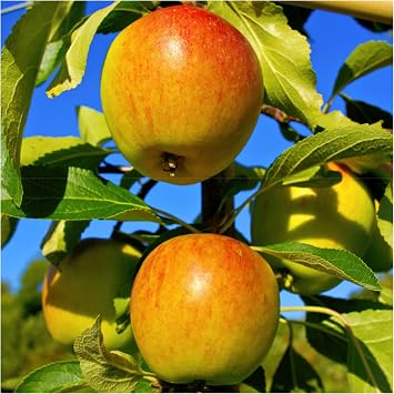 Dwarf Cox's Orange Pippin Apple Tree in 5L Pot Ready to Fruit, Classic English Apple 3fatpigs