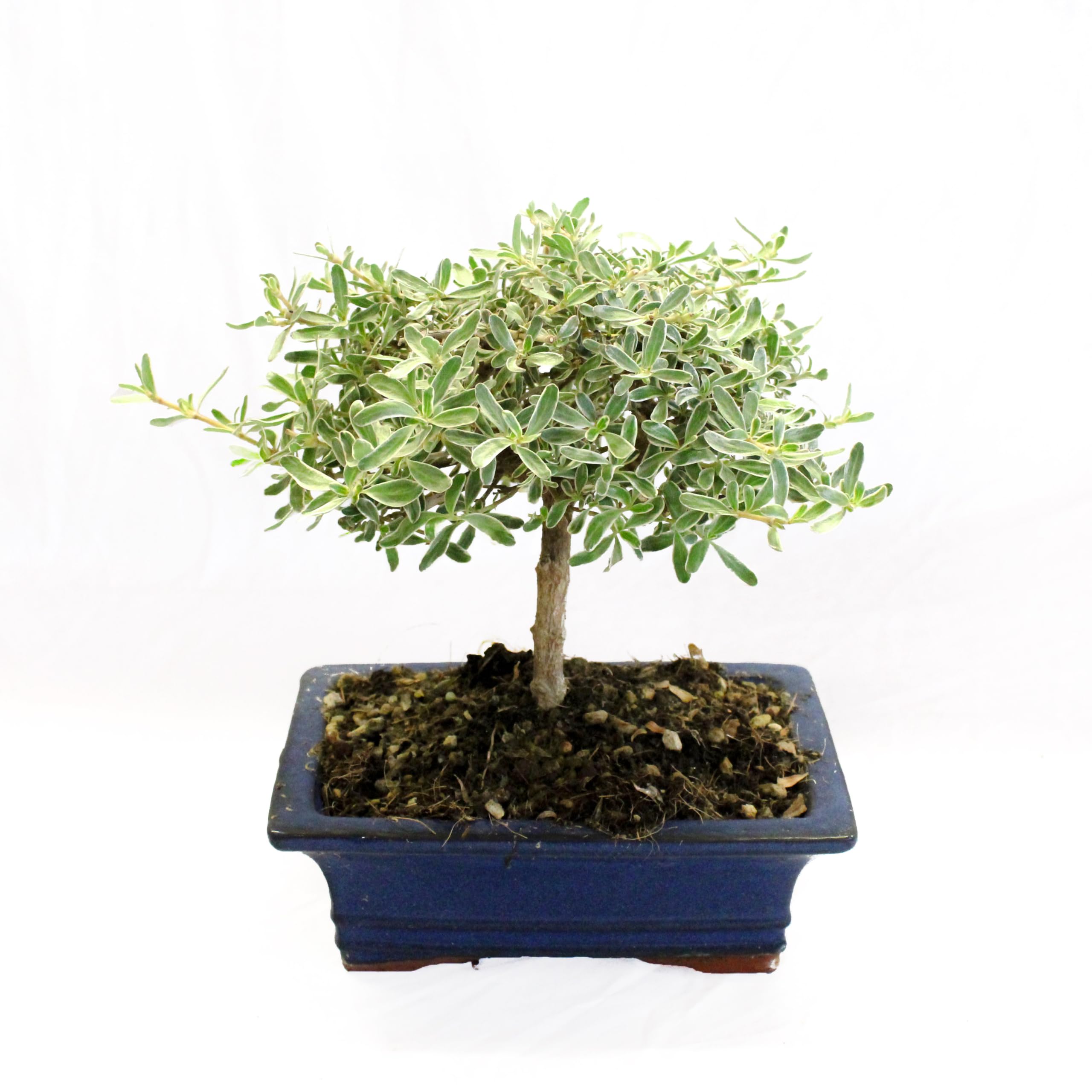 KENTIS - Coprosma Bonsai - Naturelle Bonsaï - Plantes d'Extérieur - Pot Artisanal en Céramique - H 20-25 cm Pot Ø 19 cm
