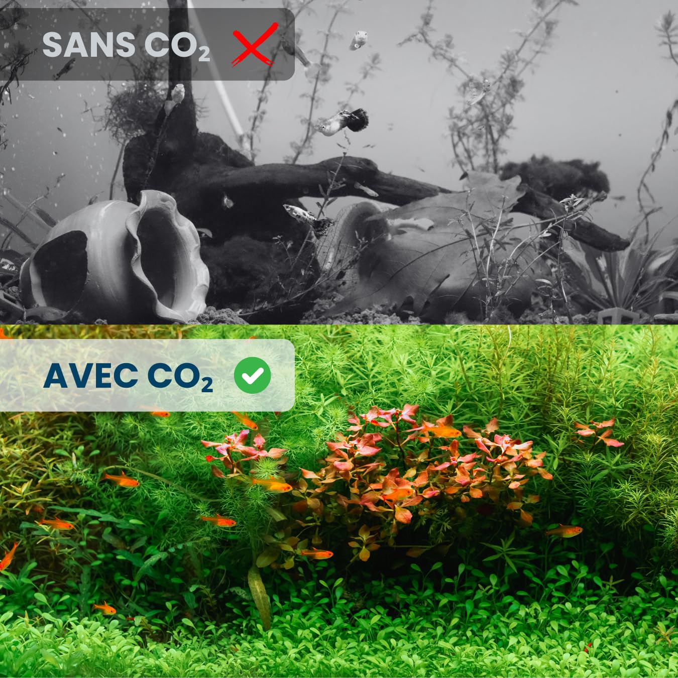 Q-Grow Kit Complet de système CO₂ pour Aquarium – Simple et Universel – INCL. diffuseur en Acier Inoxydable, Test Permanent, détendeur, Bouteille de CO₂ 425 g, Jusqu’à 1000 L