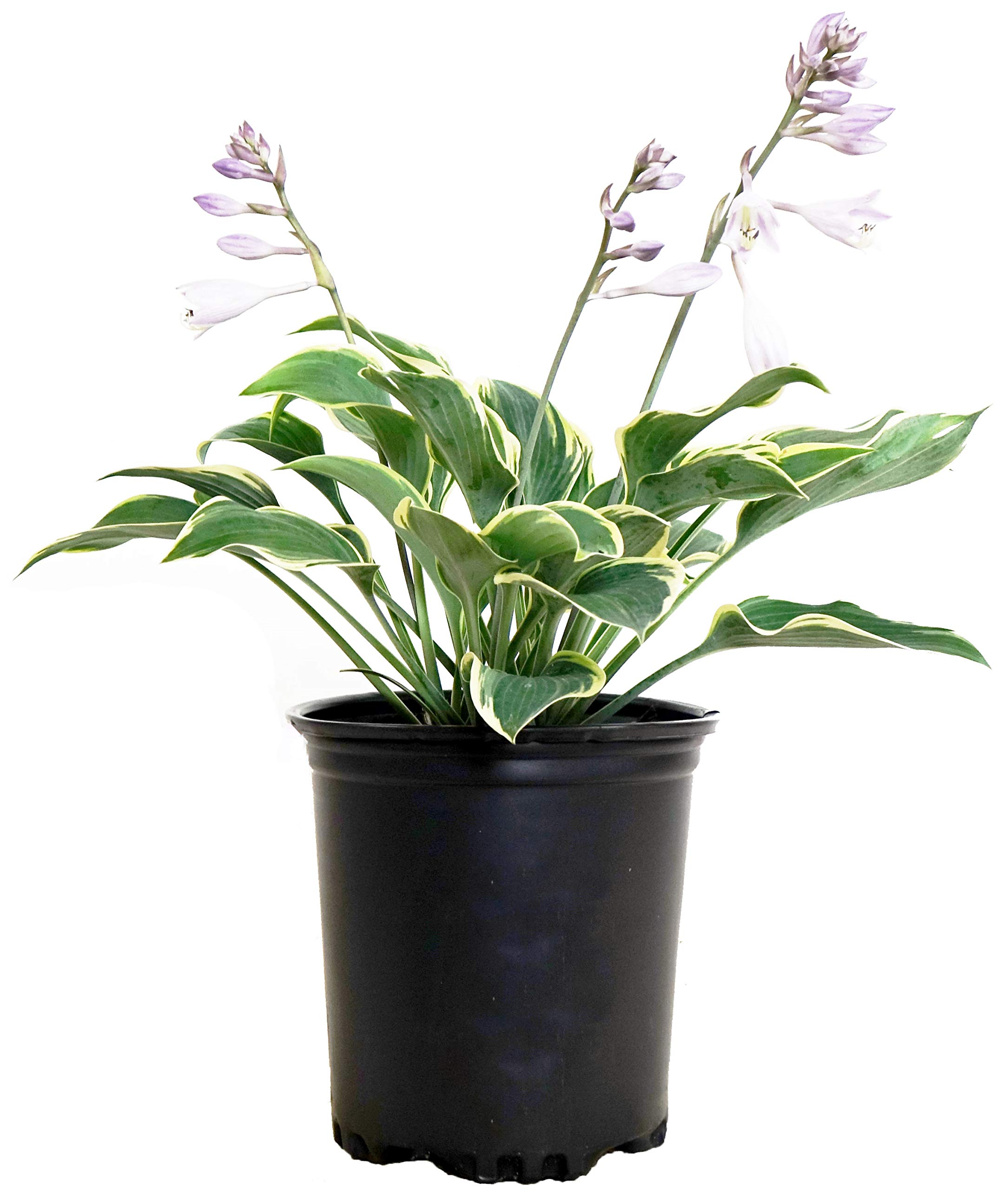Hosta First Frost