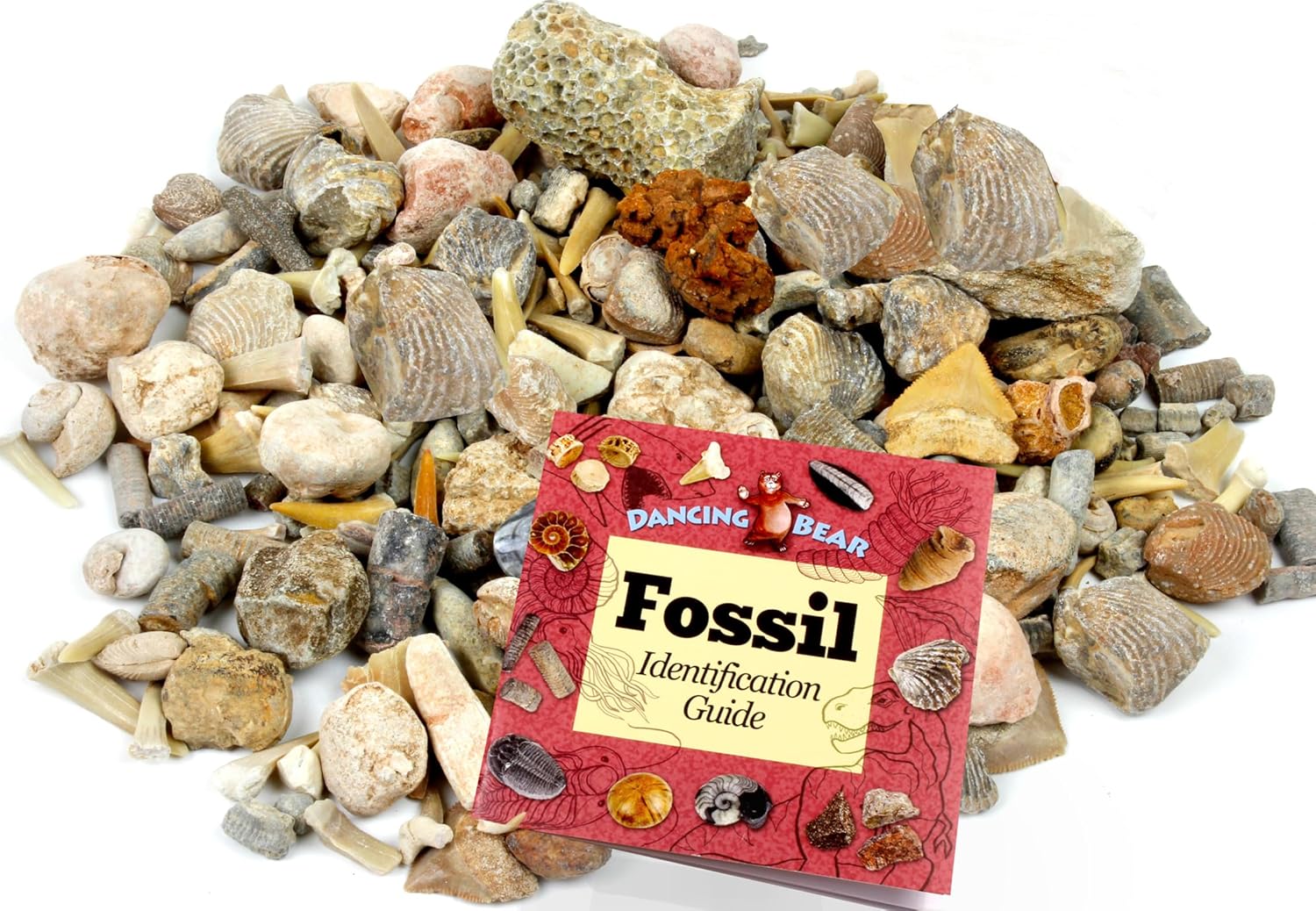 Fossil Sorting Mix 3 lbs