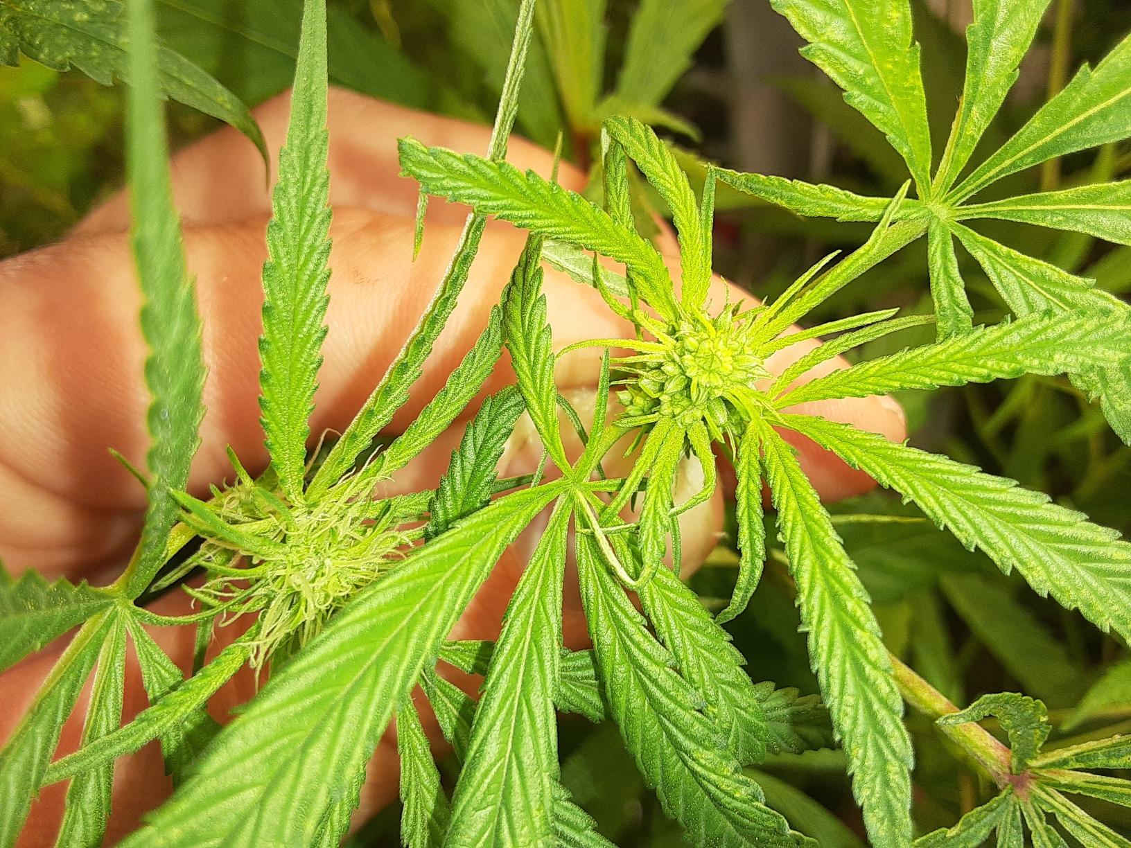 Tiresias Mist Feminized Seed Spray 1 Ounce 2Pack Bottle