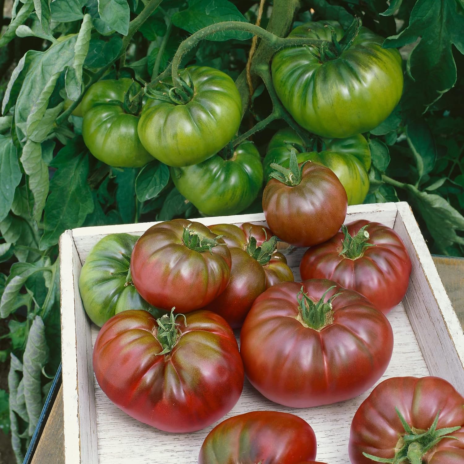 Purple Calabash Tomato Seeds - 1 Oz ~6800 Seeds - Non-GMO, Heirloom - Vegetable Garden - Solanum lycopersicum