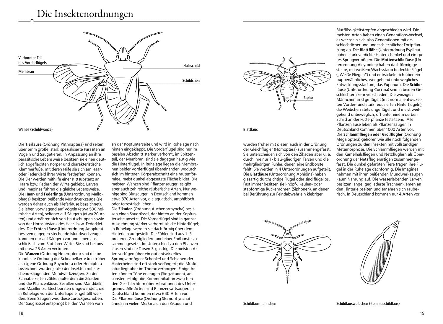 Der KOSMOS Insektenführer