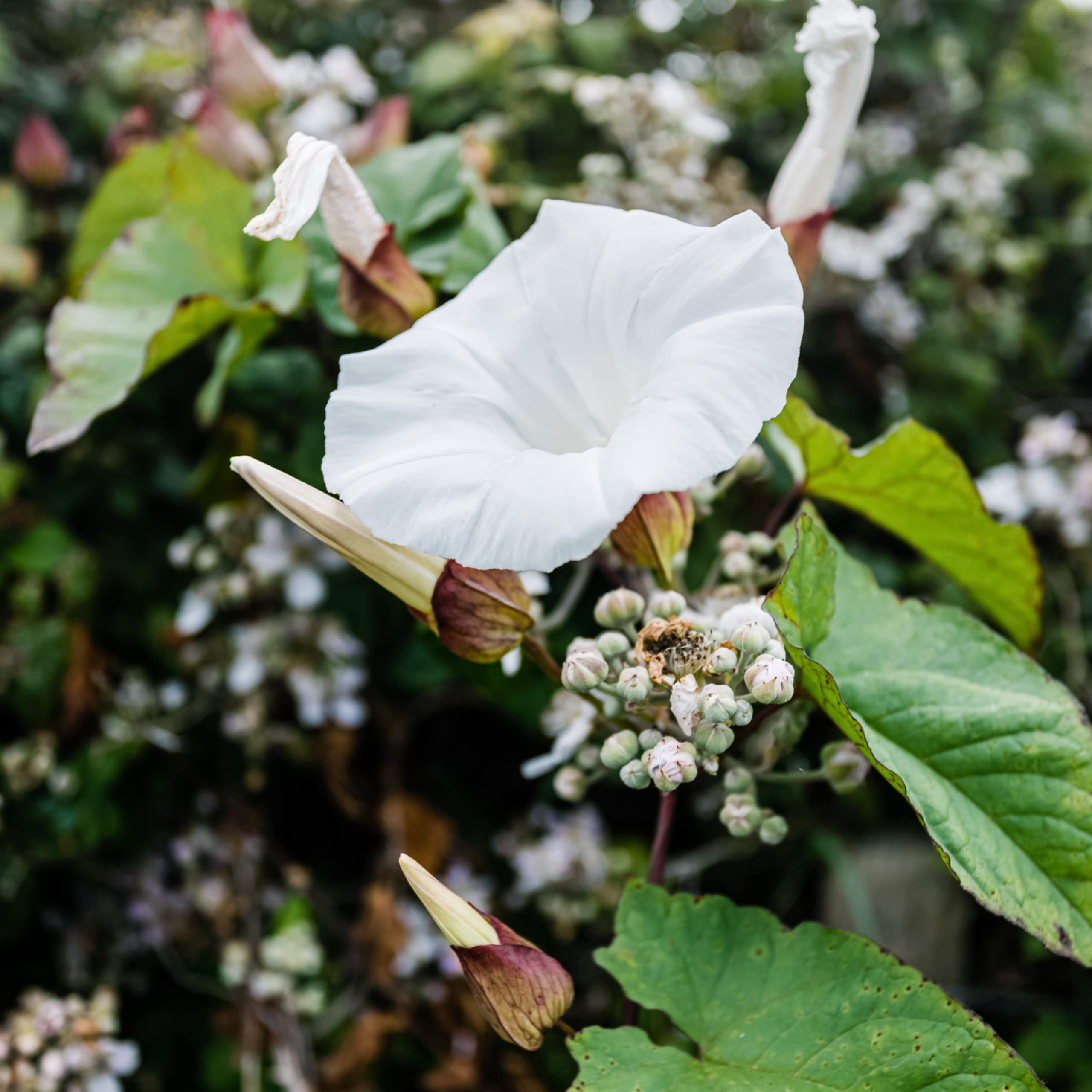 Amazon.com : Park Seed Morning Glory Vine Flower Plant Seeds