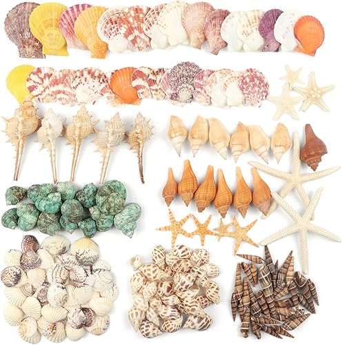 Miniatura 3 de Fangoo Conchas marinas mixtas de 1.5 libras, más de 130 piezas de conchas marinas de playa, conchas de ostra de mar de varios tamaños, conchas