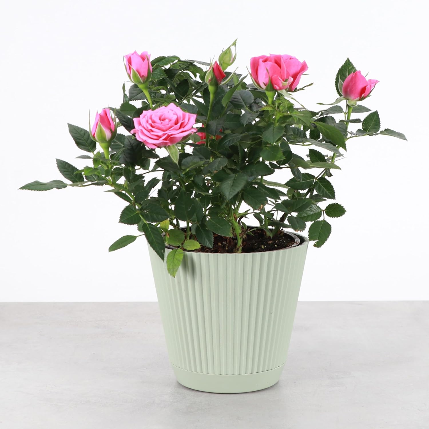 Thorsen's Greenhouse Mini Rose Bush, Spring Blooming Live Plant, Suprise Bloom Color, Gift for Mom, 4" Diameter Plant (Sage)