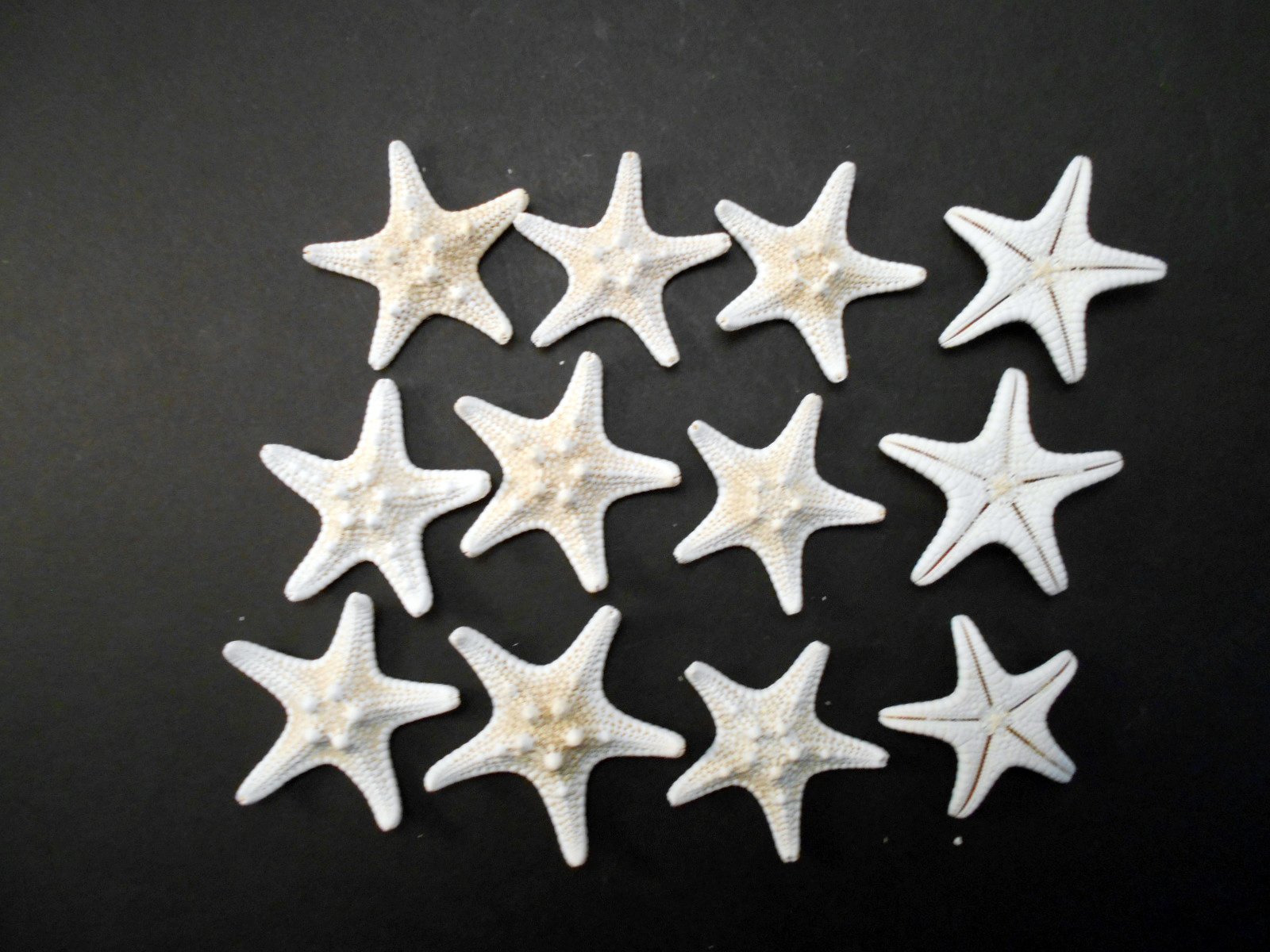 NBONEBS Set of 12 White Knobby Starfish for Beach Wedding Crafts and Decor 2