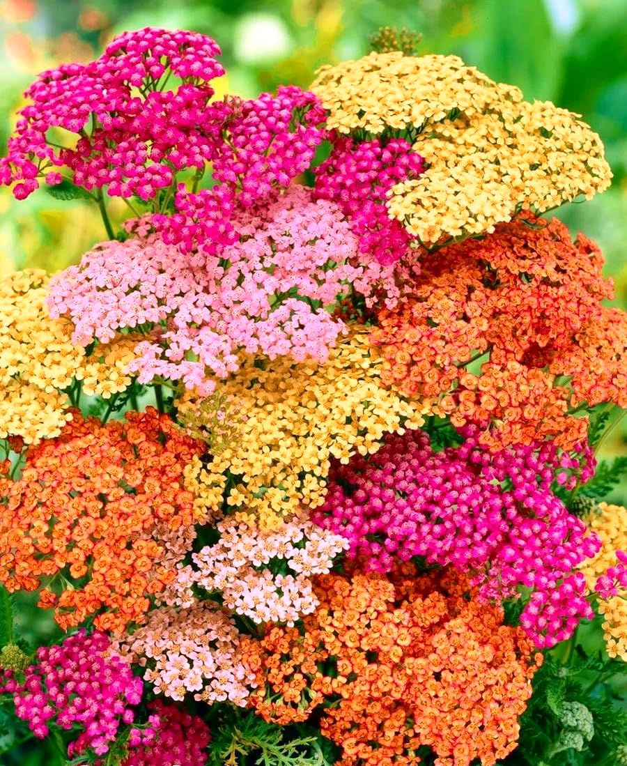 Seeds Yarrow Colorado Mix - Achillea - Perennial Flowers for Planting
