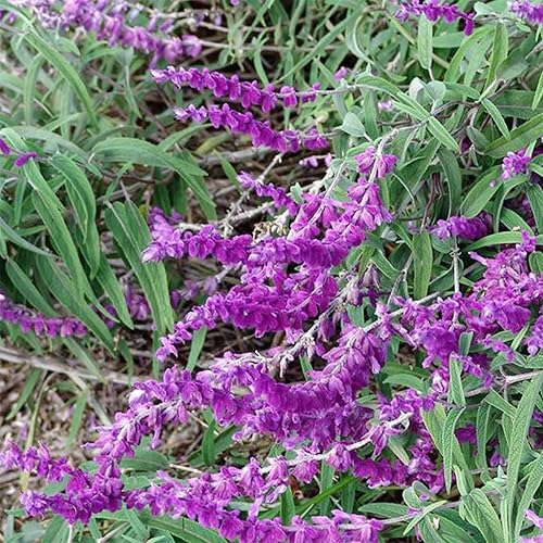 Miniatura 4 de CHUXAY GARDEN Semillas de Salvia Leucantha, 30 semillas de salvia mexicana, hermosa planta de flores rosadas, semillas de salvia comestible perenne