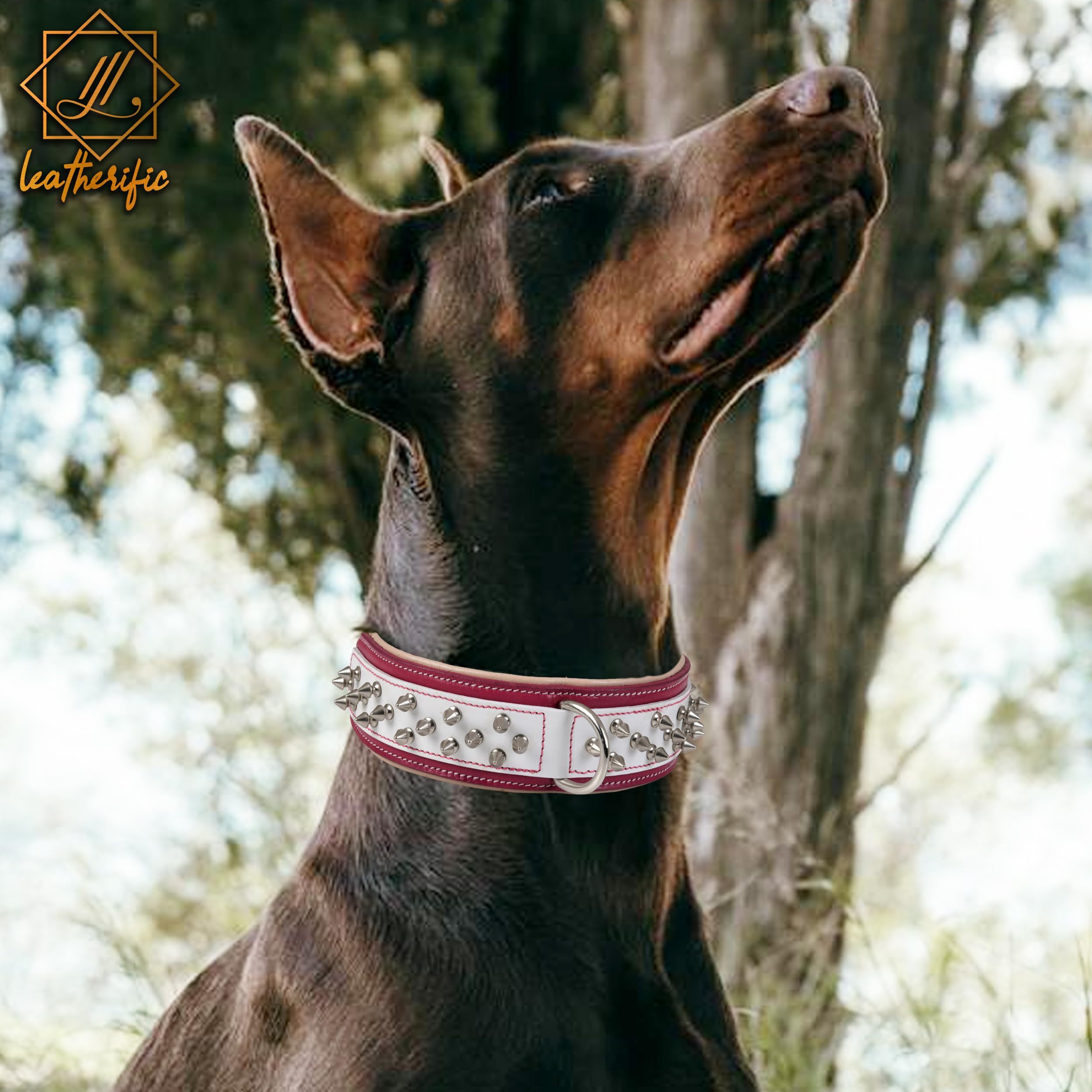 Leatherify - Collar de cuero genuino para perro, de alta calidad, resistente, acolchado, fuerte, con picos atornillados, razas medianas, grandes, extragrandes, 5 cm de ancho (color magenta, tamaño del