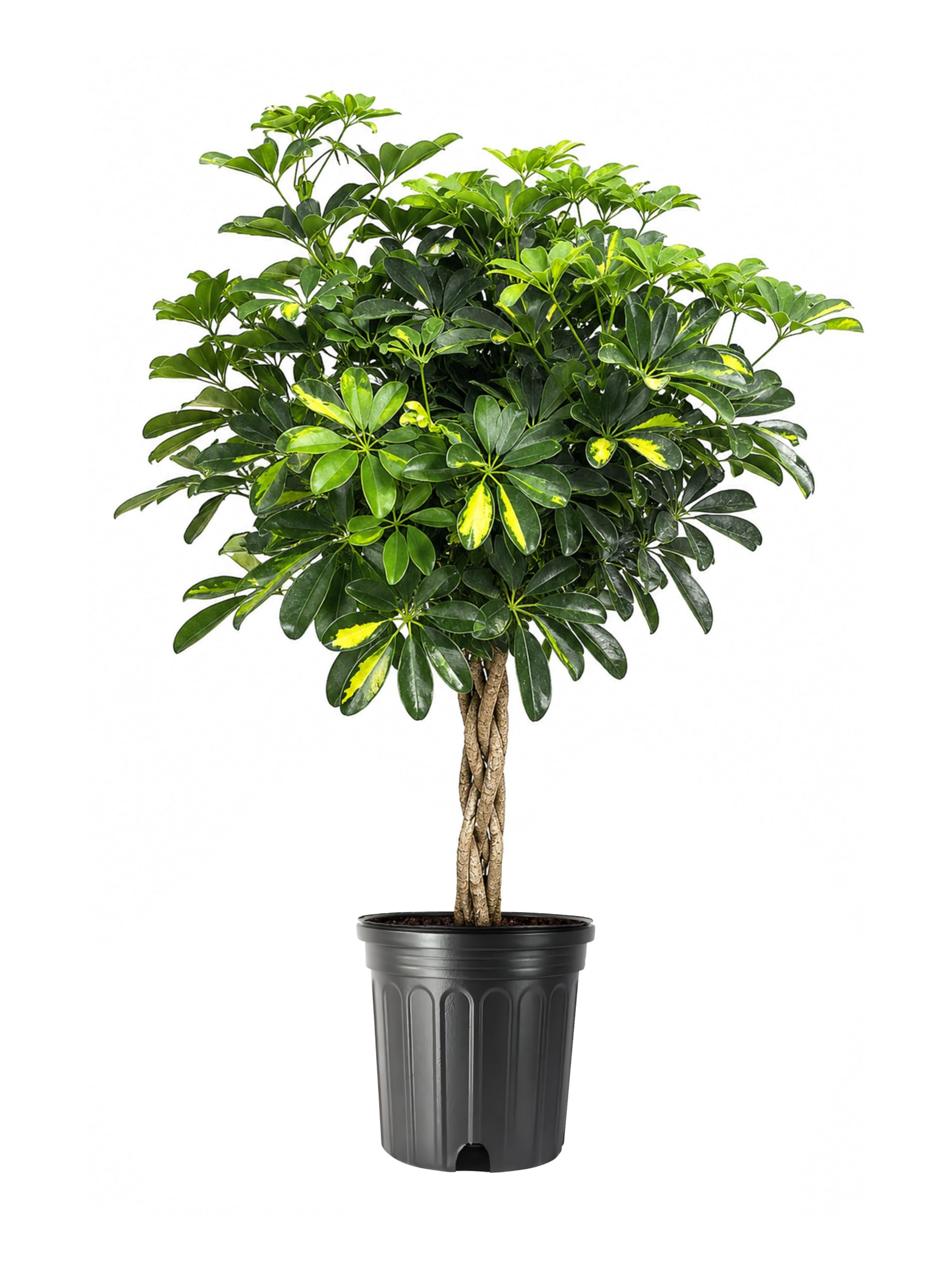 Amazon.com: Umbrella Tree Gold Capella | 1 Extra Large Trade 3