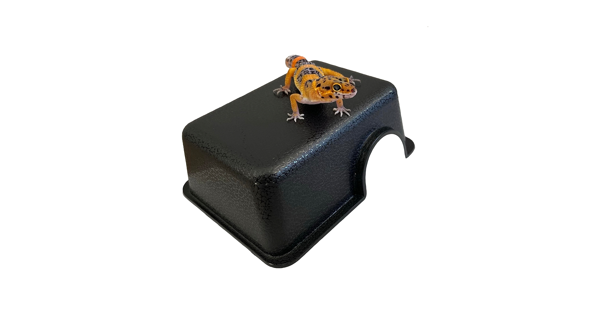 Amazon.com : Plastic Reptile Hide Box for Leopard Geckos
