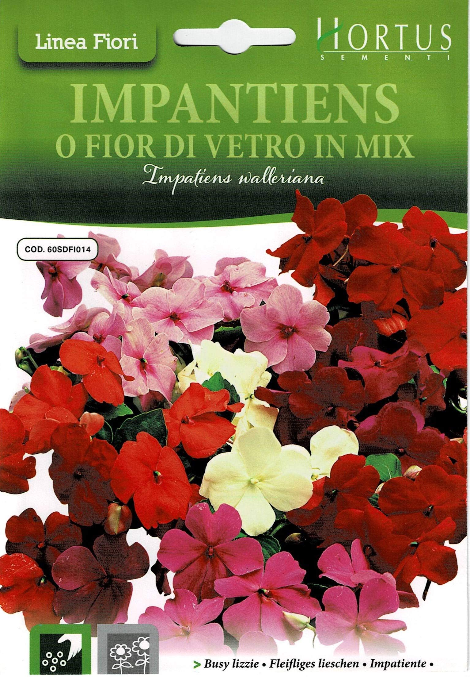 Hortus Busy Lizzie Seeds