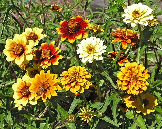 Seeds Zinnia Persian Carpet Mix Outdoor Garden Annual Flowers for Planting Non GMO
