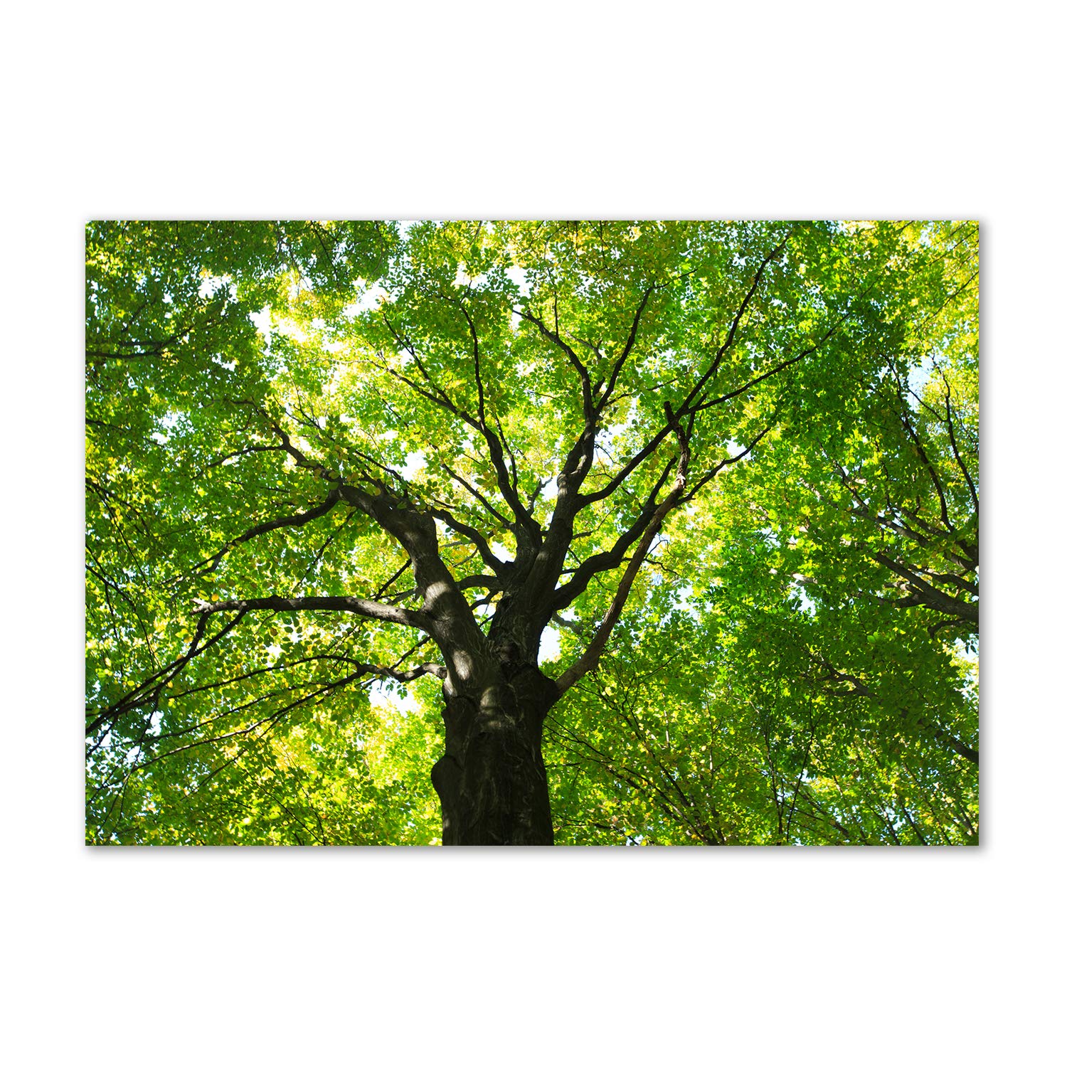 Déco mural acrylic glass picture forêt verte Tulup tableau plexiglas salon