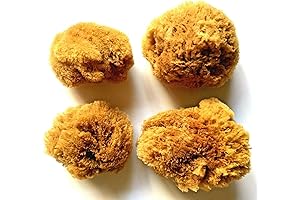 Natural, Untreated Sea Sponges for Diverse Creative Endeavors