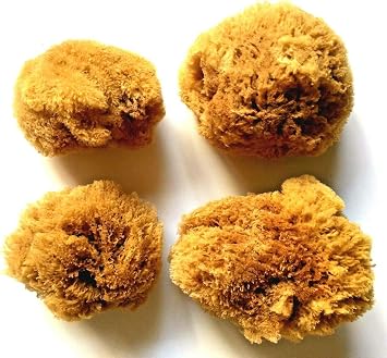 4 Large Natural Ocean Sea Sponges for Arts and Crafts, Great for Painting, Decorating and DIY Projects. Unbleached 4 Pack 2 pcs of 4"-5", 2 pcs of 5"-6"