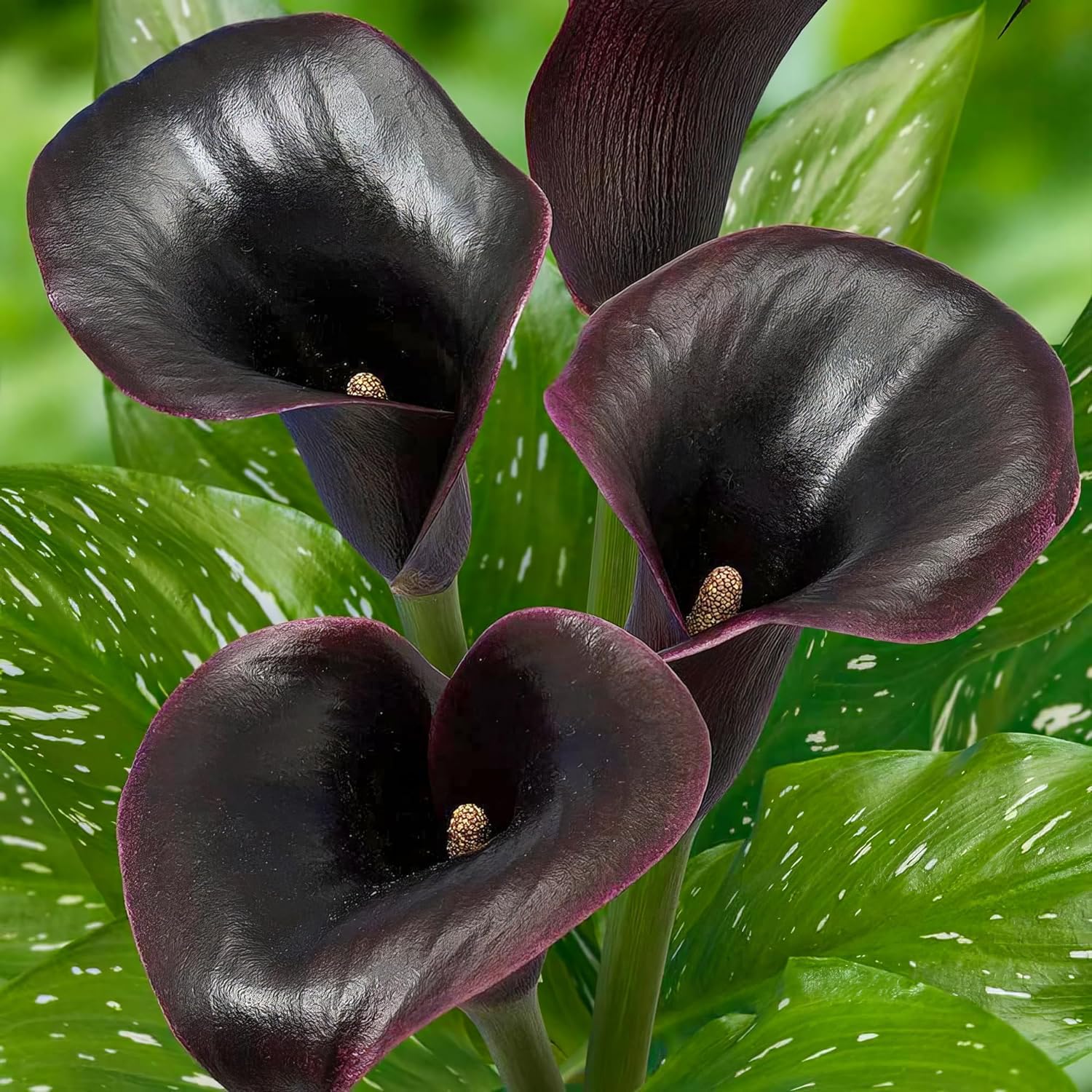 Colección de bulbos de flores de lirio de cala morado, negro y rojo, bulbos de Zantedeschia, 5 piezas reales y grandes que tienen más de 5 flores, ideales para la maceta, de Holanda