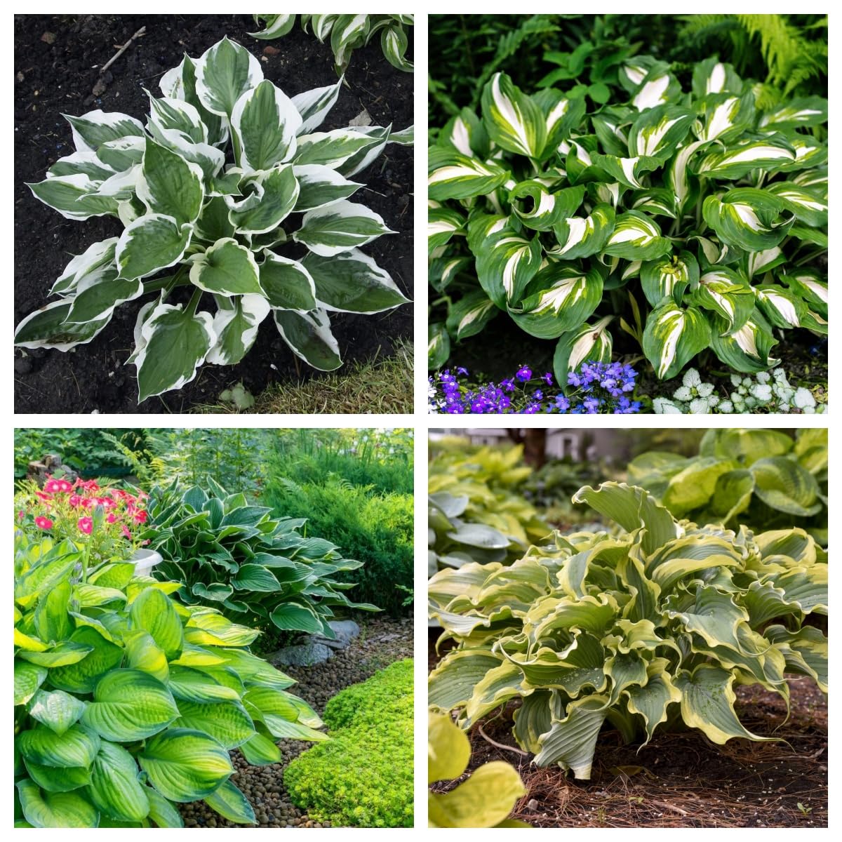 Hosta Bulbs, Cold-Resistant, Easy to Care for,Strong Plants That Grow Well/Mix Golden Jade Carving Feels Perfect-8bulbs-H
