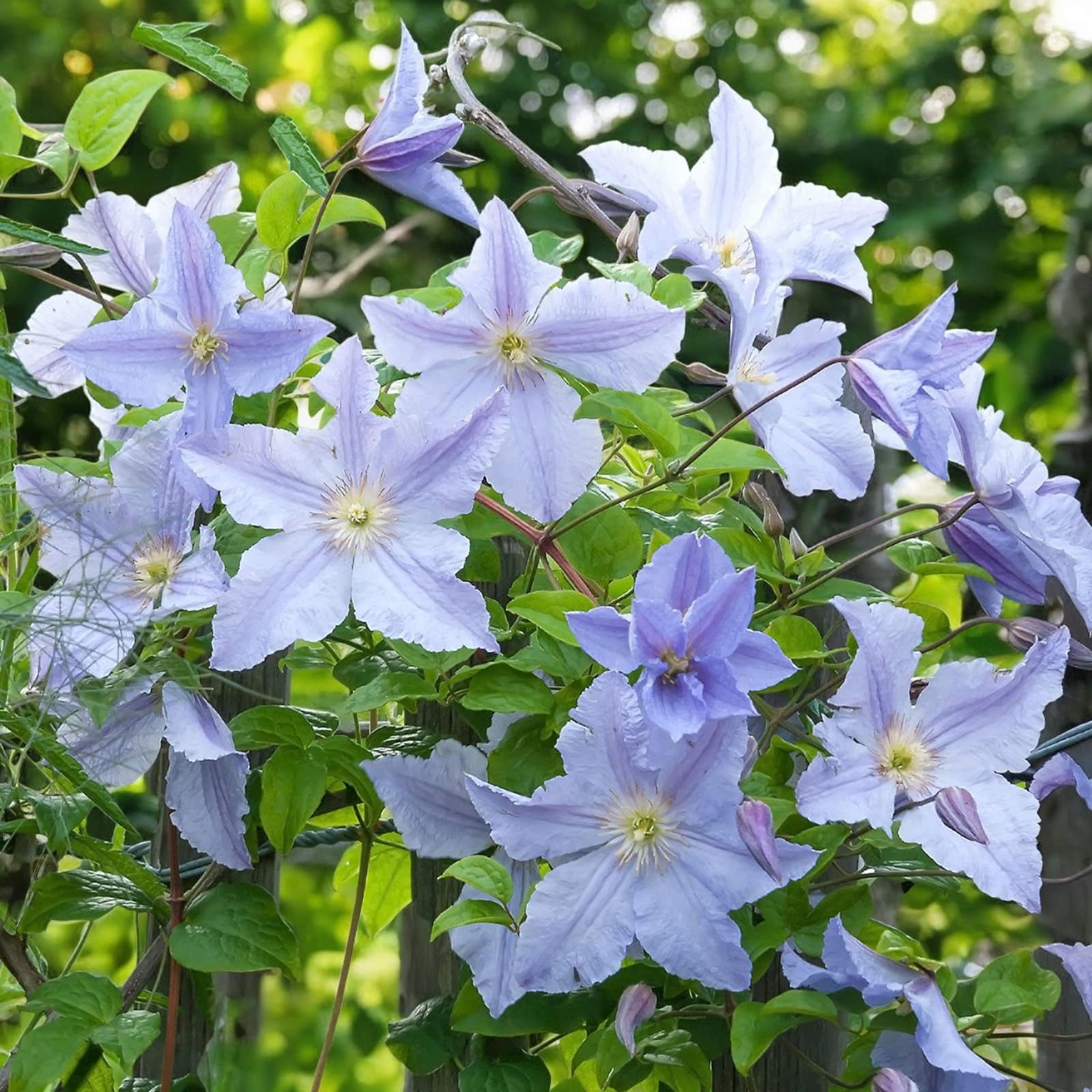Carbeth Plants Clematis Climbing Plant in 9cm Pot - Summer Flowering Garden Ready Shrub - Deciduous Outdoor Climber for Walls, Fences or Trellis (Blue Angel, 3)